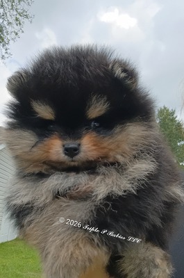 Oliver