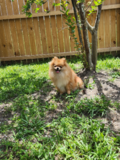 Tater