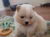 Kipper