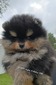 Oliver