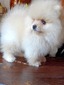 Flurry