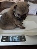 Oggy